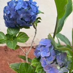 The deep blue of this hydrangea bloom is just stunning. These flowers can be a bit tricky, but when they are happy, they produce these large, beautiful flower heads that are a real showstopper in any garden.