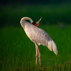A Sarus Crane preening its feathers in a lush green paddy field at Dhanauri. The vibrant green background makes the bird's grey and red colors pop. These are the tallest flying birds in the world, and their elegance is unmatched.