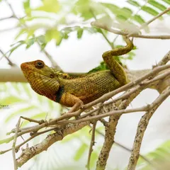 A duplicate of the colorful garden lizard, showcasing its unique posture and vibrant scales.