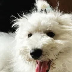 This fluffy little baby is Snowy. He was so happy and playful during his stay. We love capturing these joyful moments.