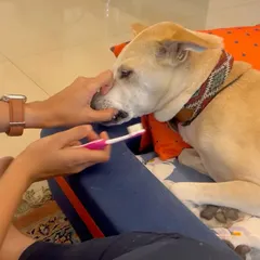 Consistency is key. Even if it's just for a minute or two, daily brushing makes a huge difference in your dog's dental health and gets them used to the process.