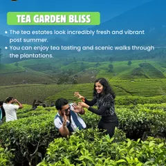 The tea estates in Munnar look incredibly fresh and vibrant after the first summer showers. We enjoy scenic walks and even some tea tasting sessions.