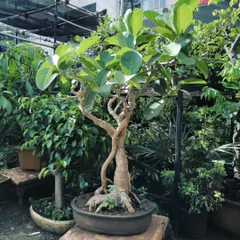 This beautiful Banyan Tree bonsai with its intricate aerial roots and graceful form found a new home. We source and style unique bonsai specimens for collectors and enthusiasts.