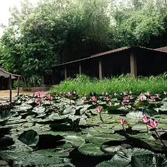 A quiet corner of a rustic resort in Hampi, where a lily pond creates a peaceful and natural ambiance. This is a digital detox haven, where you can disconnect from technology and reconnect with the wilderness.