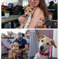 More heartwarming moments from the fundraiser, showcasing happy dogs and potential adopters sharing cuddles and smiles.