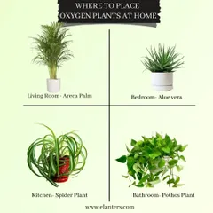 Wondering where to place oxygen-boosting plants? This infographic suggests the Areca Palm for the living room, Aloe Vera for the bedroom, Spider Plant for the kitchen, and Pothos for the bathroom.