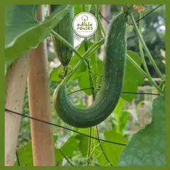 This is a ridge gourd, or tori, one of the many gourds I grow during the summer months. It's a versatile vegetable that's a staple in many Indian kitchens.