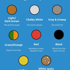 Let's talk about poop. This Dog Poop 101 chart helps you decode what different colors mean, from the perfect brown to colors that might signal an infection or bleeding.