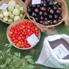 A vibrant harvest display at the market. You can see baskets full of bright red tomatoes, small brinjals, and green tomatillos, with a bag of our rich, dark compost ready for your garden. This is what fresh, locally grown goodness looks like.