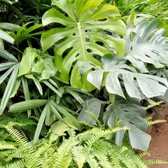 This arrangement showcases a tropical theme with a mix of Monstera deliciosa, Raphis palms, and Ferns. We supply these lush, vibrant plants to create a dense, jungle-like feel in indoor gardens and large planters.