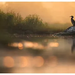 A cormorant perches on a rock, its silhouette stark against the warm, foggy glow of sunrise. The scene is calm and meditative, a perfect moment of solitude.