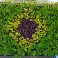 I create living art with custom patterns and designs. This wall features a circular design using contrasting plant colors, turning a simple wall into a unique focal point for a residential or commercial property.