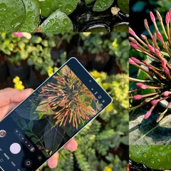 A behind-the-scenes shot of me capturing macro photos of flowers with my phone. This demystifies the process and shows the simple tools I use to create detailed images.