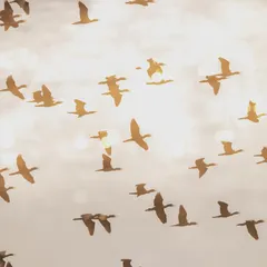 A double exposure of Indian Cormorants at sunset. I first shot their silhouettes against the sky, then layered it with an image of the golden bokeh orbs on the water, blending the flock with the shimmering light.
