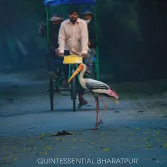Photography for me is about telling the story of a place. This image is quintessential Bharatpur, a place I consider a Mecca for birders. Here, a painted stork, completely unmindful, saunters across the path, sharing its world with us. It’s in these quiet, serendipitous moments of coexistence that the true magic of wildlife photography reveals itself.