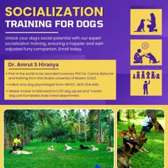 Our socialization training course is designed to unlock your dog's social potential, ensuring a happier, well-adjusted furry companion.