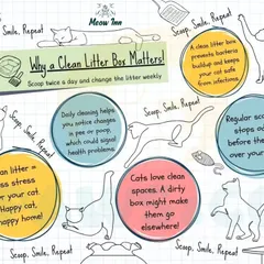 A clean litter box is crucial for a cat's health and happiness. This infographic explains why I am so diligent about scooping and cleaning throughout the day.