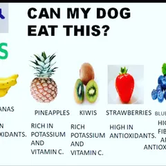 I believe in sharing helpful information. This guide shows some healthy fruits like bananas and blueberries that are safe and beneficial for your dog.