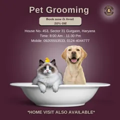 Whether you have a cat or a dog, our grooming services are for you. We offer a 20% discount for new bookings, and for your convenience, we can even provide our professional grooming services at your home.