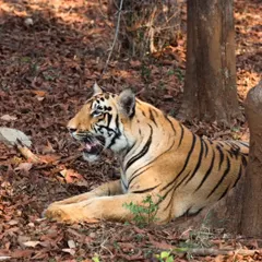 Even at rest, a tiger is a magnificent sight. I found this one cooling off in the shade during a warm afternoon safari. This candid shot highlights the quiet moments that are just as compelling as the action packed ones.
