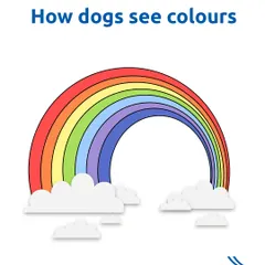 Ever wondered how dogs see colors? They don't see the full rainbow like we do. Their world is mostly shades of yellow, blue, and grey.