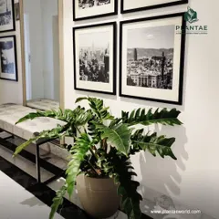 This Philodendron Xanadu adds a touch of the jungle to a modern, minimalist hallway. Its deeply lobed leaves provide a wonderful organic contrast to the clean lines of the furniture and the black and white photography on the wall.
