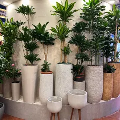 This display shows how to create a full, jungle-like feel against a wall. By mixing tall Dracaena plants with smaller ones and using planters of different heights and textures, the arrangement feels dynamic and alive.