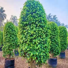 A collection of perfectly shaped Ficus topiaries in the field. Their dense foliage and uniform shape make them a top choice for formal landscaping.