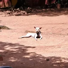 An indie dog enjoying a moment of peace and sunshine in the yard. We have plenty of quiet spots for dogs who prefer to relax and observe.