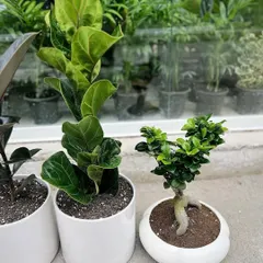 A closer look at two of our premium plant offerings. On the left is a Fiddle Leaf Fig, a trendy statement plant, and on the right is a Ginseng Ficus Bonsai, which adds a touch of elegance and tranquility.