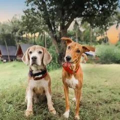 Capturing the unique friendship between two different doggos against a beautiful, natural backdrop. This outdoor session at a dog camp shows how I work with multiple pets to create relaxed and happy portraits that highlight their individual personalities.