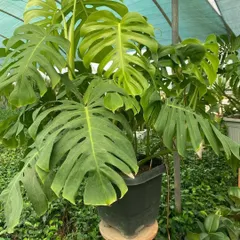 A giant Monstera Deliciosa plant. Look at the size of those leaves with their iconic splits! This is a true statement plant for any plant enthusiast.