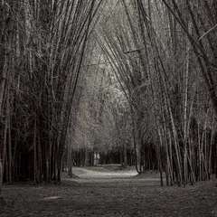 A path through a dense bamboo forest in Cubbon Park, presented in black and white. This edit focuses on the strong vertical lines of the bamboo stalks and the dark, immersive feeling of being inside the grove.