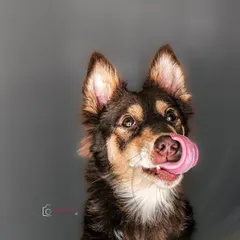 A perfect "treat-catching" face! This studio shot captures the intense focus and anticipation of a dog about to get a snack, highlighting their playful personality.