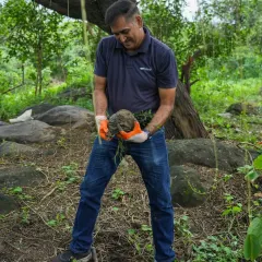 A volunteer carefully handling a sapling with its root ball intact. This is a critical step we teach to ensure the plant isn't stressed during transplantation.