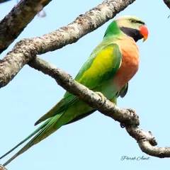 The Red-breasted Parakeet, with its large red breast patch, is a widespread species with many variations. Feral populations have even established themselves in big cities like Mumbai.