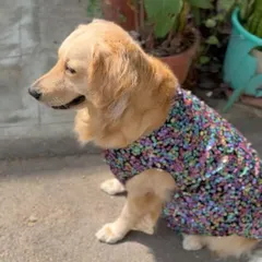 The details matter most. This close-up profile highlights the clean lines and secure stitching around the neckline. I select fabrics that are not only stunning but also safe and non-irritating for your pet's skin.