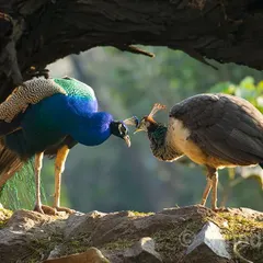 Framed by the arch of a tree, a peacock and peahen face each other in a moment of deep connection. The scene feels like a private conversation, full of unspoken emotions and affection that transcends species.
