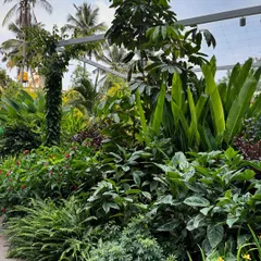 It's amazing what can be achieved in just six months, even with only 30cm of soil. This dense planting shows how happy plants can quickly create a wall of green, transforming a space into a tropical haven.