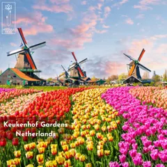 The iconic Keukenhof Gardens in the Netherlands, with its endless fields of tulips, is a breathtaking display of color and scale. This is a reminder of the powerful impact that flowers can have on a landscape.