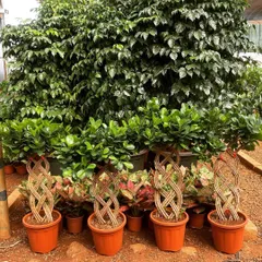 A lineup of my braided Ficus bonsai plants ready for sale. You can see the consistency in quality and the healthy, lush foliage on each tree. These are perfect for creating a uniform, green look.