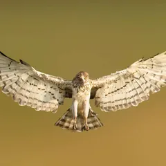 Capturing a Short-toed Snake Eagle in full flight, wings spread against a clean background, requires patience and perfect timing. I shot this near Bangalore, and it showcases the dynamic power of India's birds of prey, making it a great choice for editorial features on raptors.