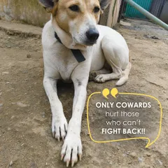 Hashi was abandoned but not forgotten. Found wearing her collar but rejected by the streets, she found safety with us in 2022. Today, she is loved and cared for, always.