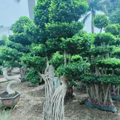 This image highlights the intricate root structure and artistic form of another of our large bonsai trees, ready for placement in a client's garden.