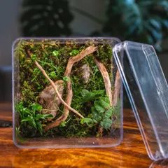 An open view of the terrarium in a recycled cake jar. This is a great way to practice sustainability and create something beautiful from an object that might have been thrown away.