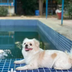 A happy and freshly groomed Pekingese relaxing by the pool. After their session, dogs can enjoy our open spaces, making it a full day of care and fun.