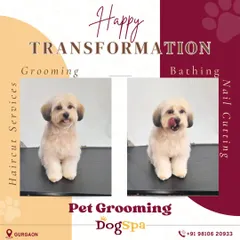 A happy transformation for this little one. The 'after' photo shows a fresh haircut, clean fur, and a happy lick of approval. My full service includes haircut, bathing, and nail cutting.