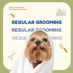 We believe every grooming session should feel like a spa day. This little one is all wrapped up and feeling cozy after a gentle, refreshing bath. This is the first step to getting your fur baby looking and feeling absolutely pawfect!