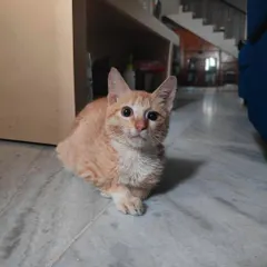 Another shot of Kitkat, the special needs kitten. She walks in circles and is visually impaired, but her meows are full of expression and life.