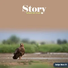 The story behind my Tawny Eagle shot. Getting this close required crawling 50 meters, and while I got the shot, I missed its yawn. Every frame is a lesson in patience and timing.